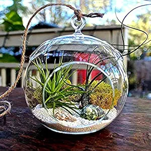 TIED RIBBONS Glass Planter With Hanging String, Clear, Standard, 4 Pieces