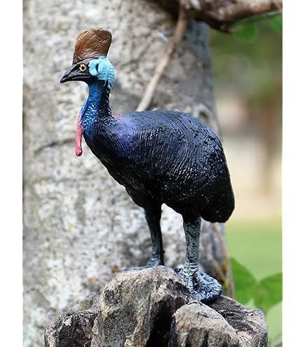 Southern Cassowary (Casuarius Casuarius) Foraging In A Zoo : (pix - Foto 8