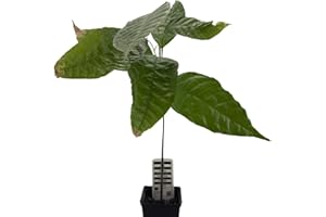 HAPPY EXOTICS 1 árbol de cacao | Theobroma Cacao | Variedad Trinitario | Planta de cacao de semilla de Sudamérica | Rara en la UE | Planta de interior | Árbol del chocolate | Planta del cacao en grano