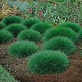 Ziergras winterhart Ziergras winterhart