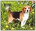 Beagles - For the Love of 2016 - 18-Monatskalender mit freier DogDays-App: Original BrownTrout-Kalender - Deluxe [Mehrsprachig] [Kalender] (Deluxe-Kalender) by 