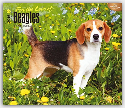 Beagles - For the Love of 2016 - 18-Monatskalender mit freier DogDays-App: Original BrownTrout-Kalender - Deluxe [Mehrsprachig] [Kalender] (Deluxe-Kalender)