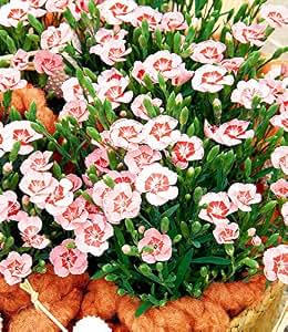 BALDUR-Garten Winterharte Stauden-Nelke"Peach Party®", 3 ...