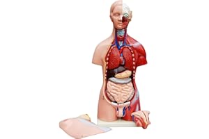 Anatomie Körper Anatomisches Modell Torso Mann und Frau Puppe Menschlicher Körpermodell Unisex mit Organe 45 cm menschlicher Koerper Modell 23 Teile MedMod