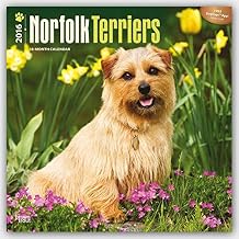 Suchergebnis Auf Amazonde Für Norfolk Terrier Bücher - 