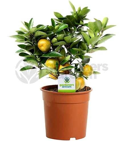Rode Pomelo, Perssinaasappelen, Citroenen Met Eetbare Schil En-Of Rode Rode Pomelo, Perssinaasappelen, Citroenen Met Eetbare Schil En-Of Rode