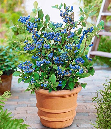 BALDUR-Garten Topf-Heidelbeere,1 Pflanze Vaccinium corymbosum Heidelbeere für Töpfe und Kübel - 2