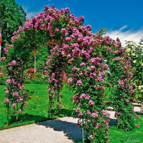 Ramblerrose 'Veilchenblau®'