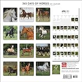 Image de 365 Days of Horses 2011 Calendar