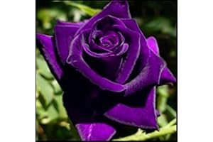 VNUHGZS Rosa Híbrida/Rosa/Rizoma/Resistente al Frío/Decorativa/Jardín/En Maceta/Fácil de Cuidar-1 Rizoma-F