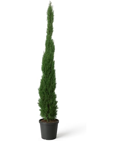 Thuja Spirale Smaragd-Edelthuja, Hhe: 150-160 cm, Formpflanze, Winterhart,  Immergrn + Dnger : Amazon.de: Garten