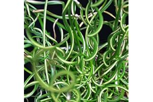 GARDENEXPERT Juncus effusus 'Spiralis' 15cm Pot Size