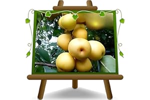 EURO PLANTS VIVAI Nashi Shinseiki plante fruitière ancienne en un pot de 26 cm hauteur maximale 180 cm - Âge 4 ans