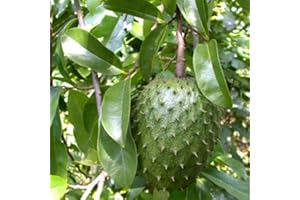 PERZOE 20 piezas de frutas tropicales de guanábana, semillas de natillas Graviola Annona Muricata