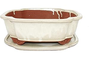 Exotenherz - Bonsai-Schale mit Unterteller Gr. 5 - haitang I4 - hellbeige - L 31,5cm - B 26cm - H 11cm