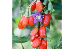 YOUGARDEN Goji Berry Sweet Lifeberry Superfruit Plant 1.7 Litre Potted Plant