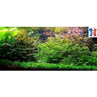 Anneaux Flottants Pour Aquarium - Lot De 20 En Mousse EVA - 5 Tailles (9 à 21 Cm) - Noir Et Vert - Pour Alimentation Et Plantes - 2