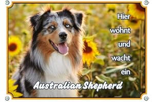 Petsigns Hundeschild Australian Shepherd - wunderschönes Metallschild in Fotoqualität, DIN A4