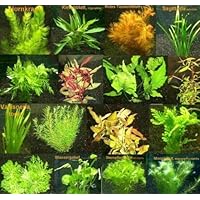 150 Wasserpflanzen XXL Set, Dünger, Aufbereiter, Aquariumpflanzen für alle Bereiche, Aquarienpflanzen in rot und grün…
