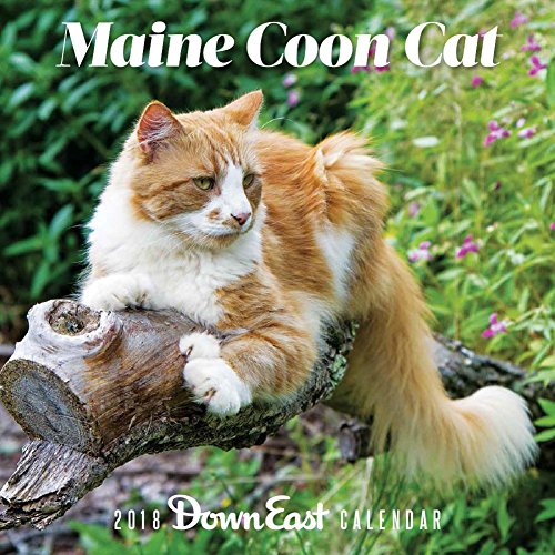 Preisvergleich Produktbild Maine Coon Cat 2018 Calendar (Down East)