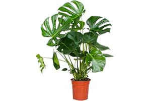 Monstera Deliciosa - Plante trouée - Plante d'intérieur - Purificateur d'air – ⌀21 cm - 70-80 cm