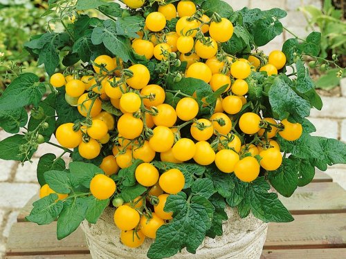 Balkontomate - Buschtomate - gelbe Cherry - Windowbox yellow - 20 Samen