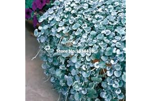 SVI 20 Dichondra Repens Silver Falls Emerald Falls Ground Cover Seeds in Hanging Baskets Very Creative Beautiful Potted Plants