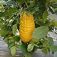 M-Tech Gardens Rare Ganapathy Lemon Plant (Etrog Citron, Hybrid) Citrus medica Exotic 3 Live Fruit Plants