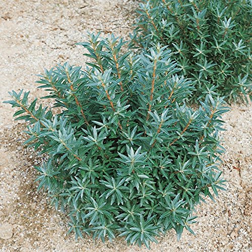 Sanddorn Busch, männlich, 1 Pflanze