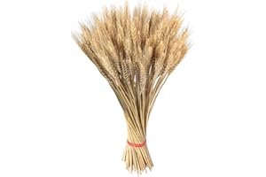 WENMIN Mazzo di Grano Essiccati per Bouquet di Fiori, 100pz Spighe di Grano Decorative Piccole per Bomboniere, Steli di Grano Naturali Fasci di Grano Covoni di Grano per Matrimoni Tavolo Vaso Casa Balcone