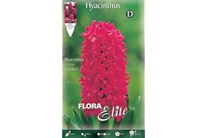 GENERIC GIACINTO JAN BOS CONFEZIONE DA 3 BULBI AUTUNNALI BULBS