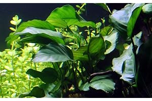 AquaOne Plante d'aquarium Anubias barteri var.barteri I Plante aquatique Plante d'aquarium Porte-racine/rhizome entièrement enracinée Facile d'entretien Décoration d'aquarium