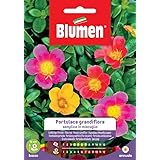 SEMI PORTULACA GRANDIFLORA BLUMEN SEMENTI FIORI