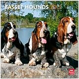 Basset Hounds 2013 - Bassets - Original BrownTrout-Kalender by 