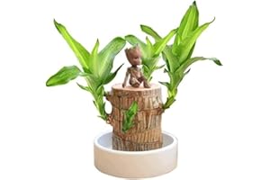 FIOLIRTL Mini Brazil Lucky Wood,Magical Sprouting Lucky Bamboo Wood, Brazilian Lucky Wood Plant,Brazilian Lucky Bamboo Wood Hydroponic Potted Plant,IndoorOffice Desktop Plant to Purify Indoor Air (with Doll)