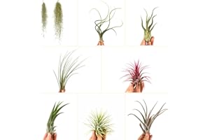 GENERIC Air Plant Pack Various Plants Live House Plant Mixed Selection Loot Box (1)