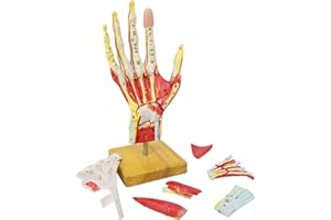 EVOTECH SCIENTIFIC 2022 Nuovo Modello Di Scheletro Della Mano Anatomico Medico Con Legamenti Muscolari Nervi E Vasi Sanguigni, 7 Parti, Dimensione Di Vita, Montaggio Semplice Magnetico (Modello A Mano)