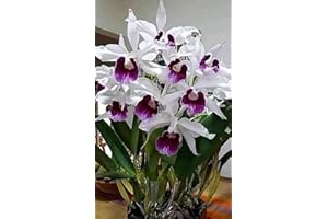 ALASINES Piante rare di cymbidium/bulbi in vendita/resistente/rizoma/ornamentale/bello/resistente perenne/in vaso/profumato-3bulbi,C