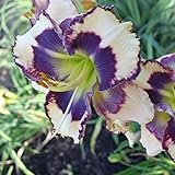 Taglilie Little Bumble Bee - Hemerocallis Cultorum,Taglilien Zwiebeln,Gartenblumen,Seltene Pflanzen-3 Zwiebeln