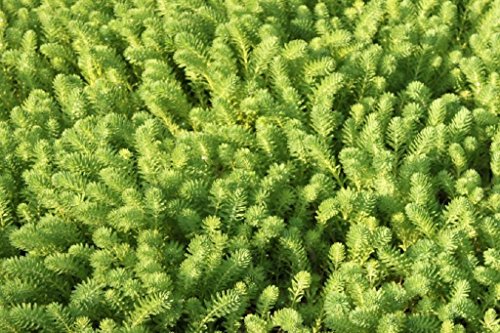 Wasserpflanzen Wolff - Myriophyllum brasiliense - Tausendblatt - Brasilianische Papageienfeder