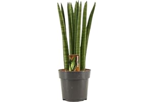 Sansevieria Cylindrica Straight 30 cm – Bogenhanf (Schwiegermutterzunge) für Bessere Raumluft, Luftreinigend, Pflegeleicht, Dekorative Zimmerpflanze für Zuhause und Büro