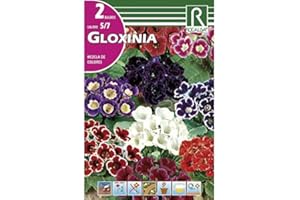 ROCALBA BULBO GLOXINIA MEZCLA DE COLORES - SININGIA - 2 UD.