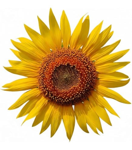 Miscela Di Semi Di Girasole – 8 Varietà Da Giganti A Nani, 10-12 Semi Per Tipo, Amata Da Api E Farfalle, Regalo Perfetto Per Giardinieri