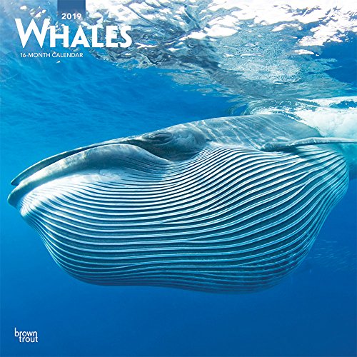 Whales 2019 Calendar gratuit Whales 2019 Calendar gratuit
