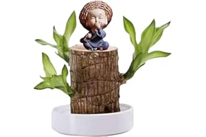 Brazil Lucky Wood Plant Set Small Mini Lucky Wood Brazil Wooden Plant Desktop Ornaments Plant Brazilian Wood Plant Stump Hydroponic Plant Stump Terrarium (C, One Size)