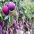 Puspita_Nursery Rare Grafted Mango Living Plant Healthy & Fresh Most Expensive Variety for All Time Fruit Natural Color in a pollybag