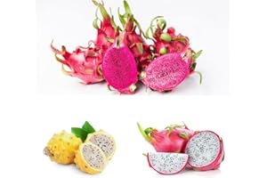 BRKENT Drachenfrucht Samen Kaktus Pitahaya Obst Frisch Exotische Pflanzen Bio Saatgut Winterharte Pflanzen FüR Garten Frisches Obst Samen GewäChshaus Balkon Pflanzensamen 100 Drachenfrucht Saatgut