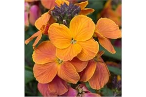 GROWTANICAL WallFlower Erysimum Spring Breeze Sunset x 5 Plug Plants for Potting on