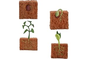 Tomaibaby Life Cycle Board, Broad Beans Seeds to Plant, Life Cycle of a Butterfly, Runner Bean Plants, Jack and the Beanstalk Suitable for Children's Early Education Learning Toys