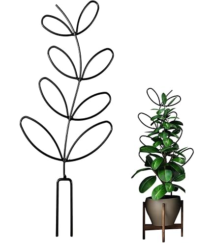 zimmerpflanzen wenig licht luftreinigende Luftreinigende Zimmerpflanzen-Kollektion mit weißen Übertöpfen - Dypsis,  Chlorophytum, Asplenium, Spathiphyllum